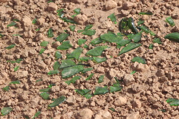 Green glass shards on the ground