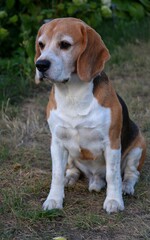 Beagle posing in summer garden, great for animal calendars, posters or website banners