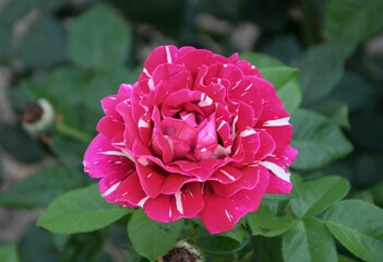 Bright pink rose with white streaks in garden.  Close-up of blooming pink rose with white accents. Perfect for romantic visuals, floral designs, greeting cards, and spring garden themes.