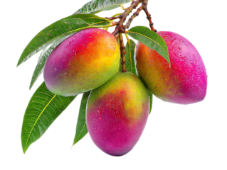 HD Mango Image Colorful Mango Mango plant on the bangladeshi garde on white background