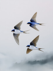 Obraz premium Three swallows soaring gracefully through the air, wings spread wide against the overcast sky