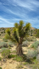 Yucca brevifolia (Joshua tree, yucca palm, tree yucca, and palm tree yucca) in Mojave desert, California, with flowers grow in panicles. The desert plant blooming in spring. Succulent.