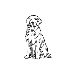 A golden retriever dog sits facing forward on a white background.