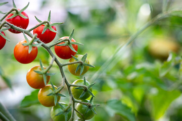 Cherry tomato plants with fruits at various stages of ripeness, ranging from unripe green to ripe red, close-up against a slightly blurred green background.