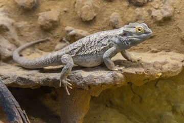 Bearded Agama lizard - Pogona vitticeps in a terrarium while feeding a cockroach