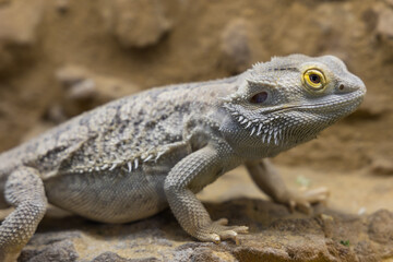 Bearded Agama lizard - Pogona vitticeps in a terrarium while feeding a cockroach