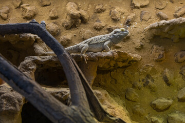 Bearded Agama lizard - Pogona vitticeps in a terrarium while feeding a cockroach