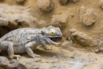 Bearded Agama lizard - Pogona vitticeps in a terrarium while feeding a cockroach