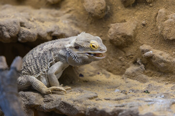 Bearded Agama lizard - Pogona vitticeps in a terrarium while feeding a cockroach