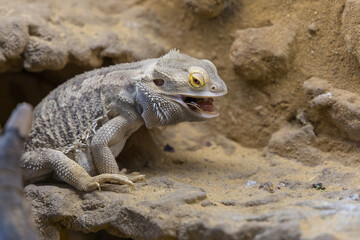 Bearded Agama lizard - Pogona vitticeps in a terrarium while feeding a cockroach