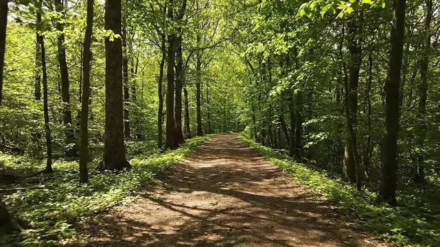 A tranquil dirt path for hiking, surrounded by vibrant green foliage in a sun-dappled woodland scene