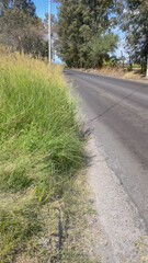 Paved street with no sidewalk, overgrown grass: Unkempt street, lined with trees.