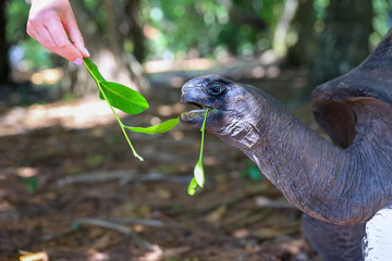 Aldabra Giant Tortoise Eating Leaves
