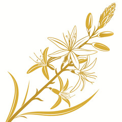 vector illustration of yellow asphodel with leaves