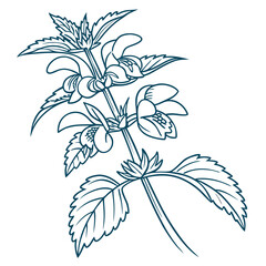 vector illustration of yellow archangel flower
