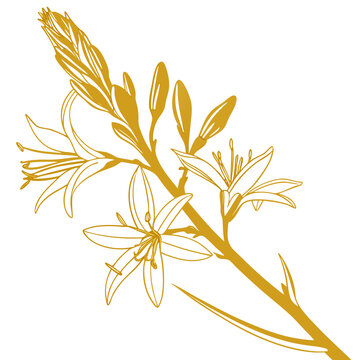 vector illustration of yellow asphodel