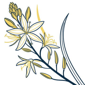 yellow asphodel vector