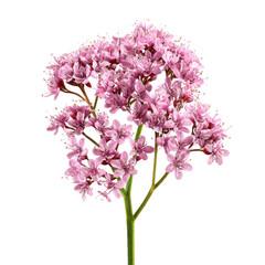 Single pink flower with a stem