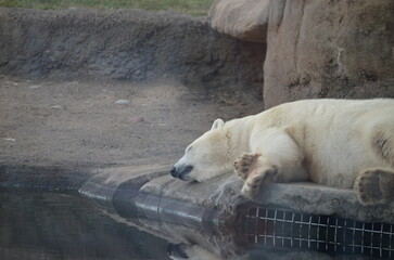 sleeping polar bear