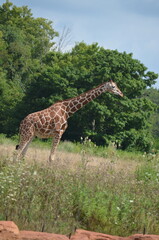 giraffe in the savannah