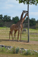 giraffe in the zoo