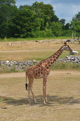 giraffe in the savannah