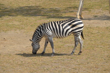zebra in the savannah