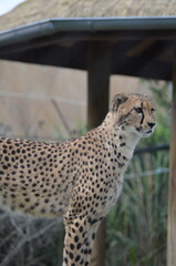 cheetah in the zoo