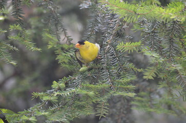great tit on a branch