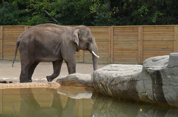 elephant in the zoo