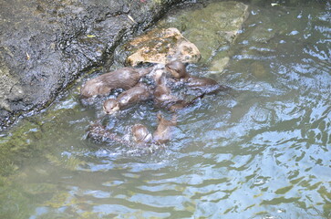 Otters swimming