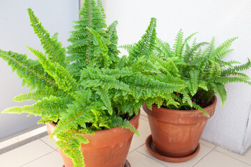 Two healthy Boston ferns (Nephrolepis exaltata) growing in matching terracotta pots on sunlit balcony floor, ideal for urban gardening and natural home decor