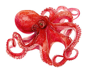 Fototapeta premium Vibrant red octopus illustration