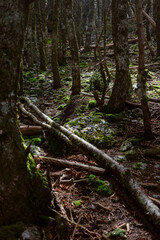 Close-up of forest floor showing fallen logs moss and natural forest debris ecosystem