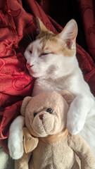 Vertical photo of a white cat sleeping on a red sofa, cuddling its favorite teddy bear.