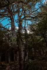 Looking up through Mediterranean forest canopy with dappled sunlight filtering through green leaves.