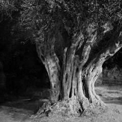 An Old Olive Tree in Israel