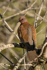 A Laughing Dove in a Tree