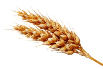 Close-up of a single wheat ear.  Golden-yellow grains,  pointed at the top,  with a dark background