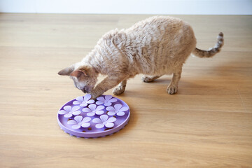 Cat playing with a purple interactive feeder on a wooden floor. The cat is using its paw to retrieve treats from a flower-shaped puzzle toy. Bright lighting enhances cozy and playful atmosphere.