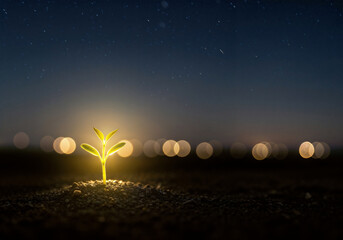 Young Sprout Illuminated at Night with a Starry Background and Warm Glow