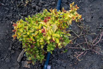 Small japanese spirea shrub with yellow and red leaves growing in dark soil next to an irrigation pipe