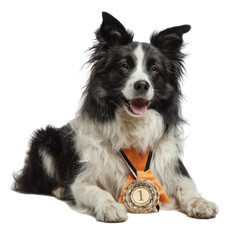 Dog is laying on a white background with a gold medal around its neck