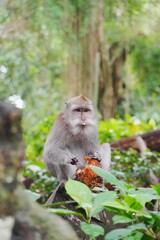 Monkey in monkey forest, Ubud, Indonesia