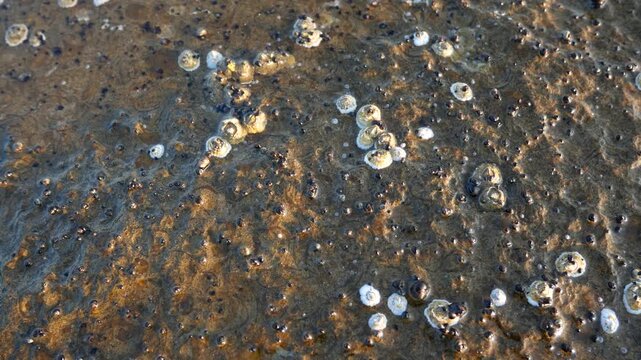 Balanomorpha, an order of Barnacles in the Coast of Baie Sainte-Claire, in Anticosti Island, Quebec, Canada  