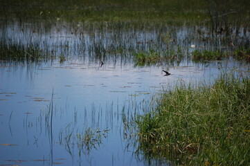 reeds in the water