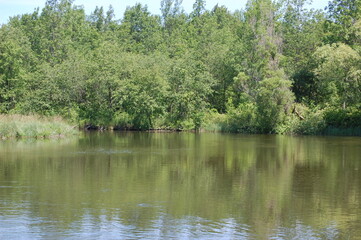 lake in the forest