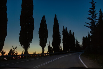 Mediterranean cypress trees creating dramatic silhouettes along evening road with twilight sky...