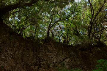 Upward view through dense Mediterranean forest canopy showing intertwining branches and filtered...