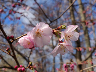 Blooming beauty of Sakura flowers in the spring